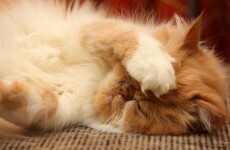 The sound of tin foil, rattling keys and metal spoons could give your cat a seizure
