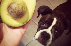 Sniffer dogs and heat-seeking drones used in the fight to protect... avocados