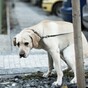 They can DNA test dog poo now, but you don't have to worry just yet...