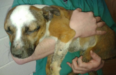 Finding - and punishing - those who hurt animals can help stop them harming humans