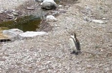 Watch: Cork penguin becomes YouTube sensation...