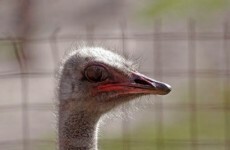 'If you don’t know the answer to that question then I think you are an ostrich'