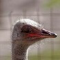 'If you don’t know the answer to that question then I think you are an ostrich'
