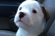 Oh nothing, just a tiny puppy being scared of his own hiccups