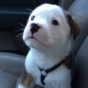 Oh nothing, just a tiny puppy being scared of his own hiccups