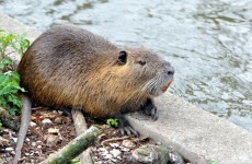 Three-foot rat found swimming in Tipperary river
