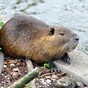 Three-foot rat found swimming in Tipperary river