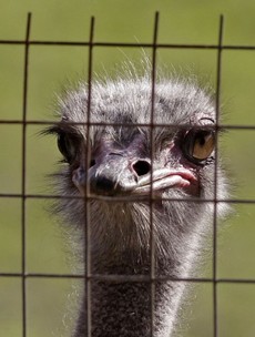 Quiz: Nigel Pearson wants to know.. are you an ostrich?