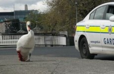 This swan was saved by gardaí after a nasty run-in with Luas cables
