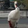 This swan was saved by gardaí after a nasty run-in with Luas cables