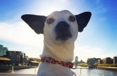 15 reasons why you'll never be as cool as Cathal Pendred's dog