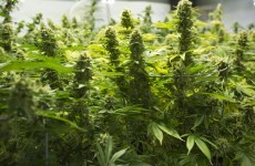 1,100 cannabis plants and gun seized in Tipperary