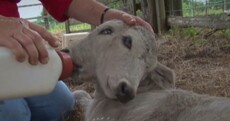 Florida farmer finds 'one in 400 million' calf with two heads