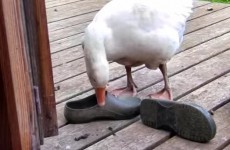 Listen to this Irish farming couple explain the curious eating habits of their geese