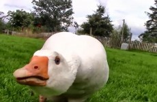 "When we run out of socks, they like shoes”: An Irish farming couple on what their geese eat