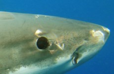 Man escapes shark attack by 'poking it in the eye'