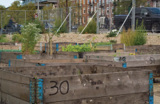 Food 'empathy' - how one city school got intimate with what it eats