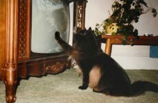 What to watch on TV tonight: Thursday