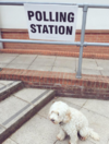 People in the UK are bringing their dogs to vote - and Twitter is going crazy for it