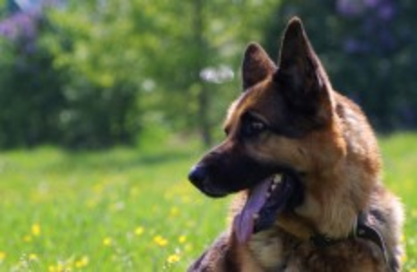 Could restricted dog breeds be unmuzzled? · TheJournal.ie