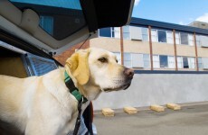 New sniffer dogs for Irish jails as gang leaders continue to profit from drugs behind bars