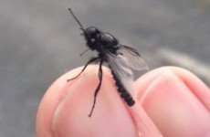Massive swarms of these weird-looking flies will soon be back in Ireland