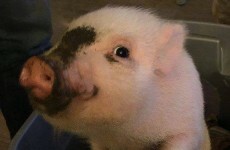 Giggles the micro pig is running for mayor
