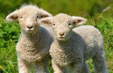 Lambs die after their ears are cut off in violent attack