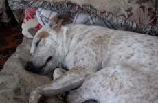 This dog was trying to have a sleep but woke himself up with his adorable barking