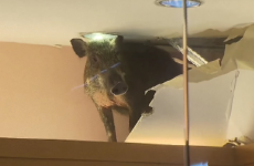 A wild boar fell through the ceiling of a shop in Hong Kong and ran riot