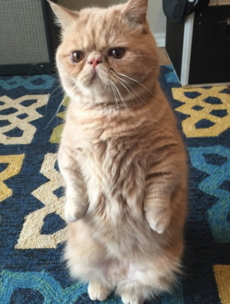 Meet George Two Legs, the internet's new favourite cat