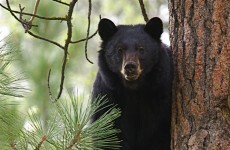 'Don't chase bears while drunk and holding a hatchet', warn police