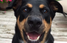 So dogs can learn to whisper, apparently...