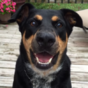 So dogs can learn to whisper, apparently...