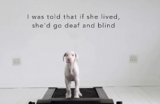 This guy didn't know how long his sickly puppy would live, so he filmed her growing up