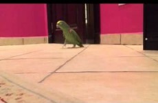 This parrot is going viral for its perfect impression of a cackling supervillain