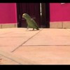 This parrot is going viral for its perfect impression of a cackling supervillain