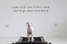 Man who didn't know how long his puppy had to live filmed her every day