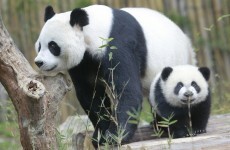 Ten arrested after wild panda bear killed and skinned