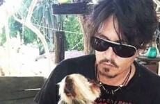 Australia tells Johnny Depp his dogs have to 'bugger off'' back to the US today