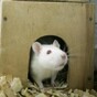 Attack of the giant rat...
