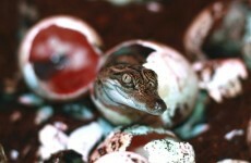 Endangered Siamese crocodiles hatch in Laos
