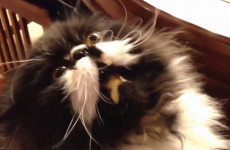 Just a cat, experiencing a brain freeze for the first time