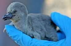 Three penguin chicks stolen from Norwegian aquarium