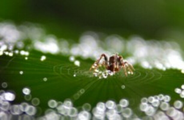It rained tiny spiders in this Australian town · TheJournal.ie