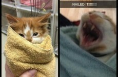Here's what went viral today: Tuesday