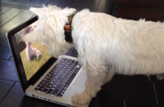 This dog is terribly confused by the puppies 'inside' the computer
