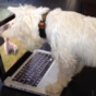 This dog is terribly confused by the puppies 'inside' the computer