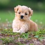 Calls for tighter regulation on Ireland's 'Puppy Farms'