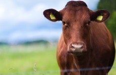 Hundreds are attending a vigil for a cow shot dead by police